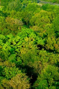 Forest and tree from the top view Stock Photos