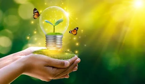 The forest and the trees are in the light. Concepts of environmental conserva Stock Photos