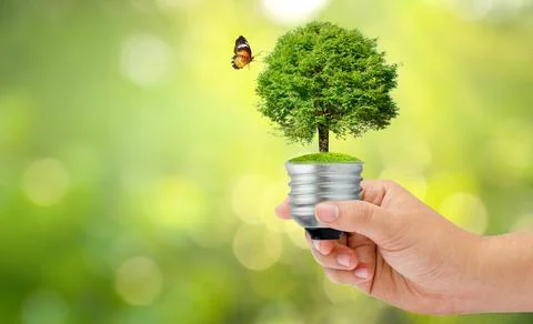 The forest and the trees are in the light. Concepts of environmental conserva Stock Photos