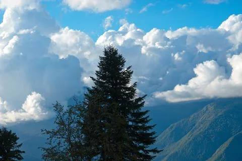 The forest and the trees on the background mountains and cloudy sky Stock Photos