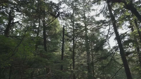 Forest and Trees from Below Vídeo Stock 164931749