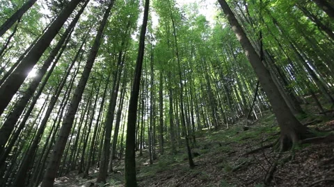 Forest and trees with camera panning. Forest in Germany. 库存影片 133587949