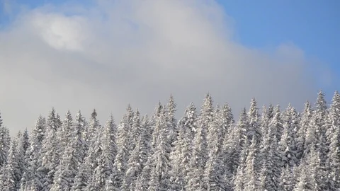 Forest and trees covered with snow. Time lapse of clouds moving over mountain Stock Footage 103185562