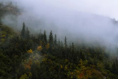 Forest and trees in dramatic fog Stock Photos