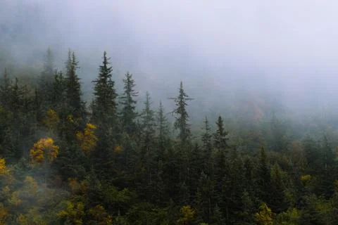Forest and trees in dramatic fog Stock Photos