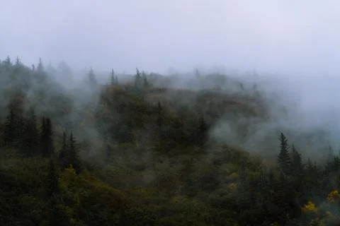 Forest and trees in dramatic fog Stock Photos