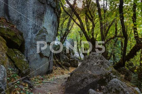 Forest and trees with fall colors in Yosemite Stock Photos