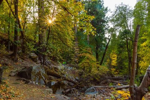 Forest and trees with fall colors in Yosemite Stock Photos