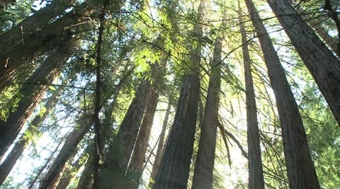 Forest and Trees 動画素材 1078337