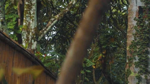 Forest and trees Stock-Footage 151037231