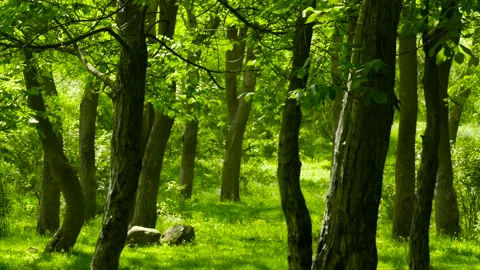 Forest and trees Stock Footage 187442544