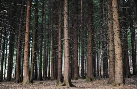 Forest and trees Stock Photos