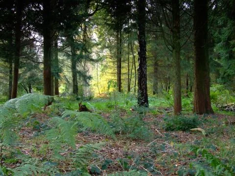 Forest and trees Stock Photos