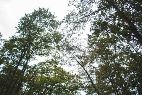 Forest and trees Stock Photos