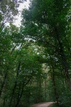 Forest and trees Stock Photos