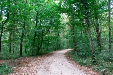 Forest and trees Stock Photos
