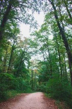 Forest and trees Stock Photos