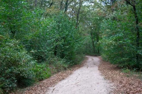 Forest and trees Stock Photos