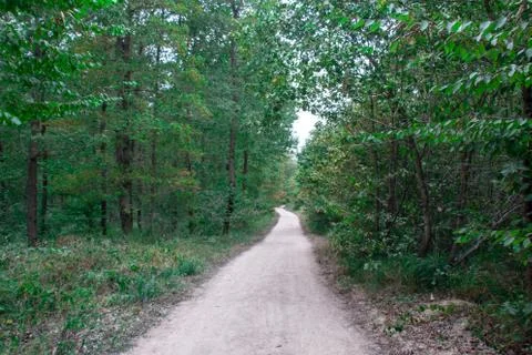 Forest and trees Stock Photos