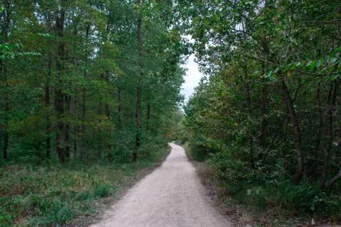 Forest and trees Stock Photos