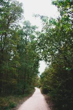 Forest and trees Stock Photos