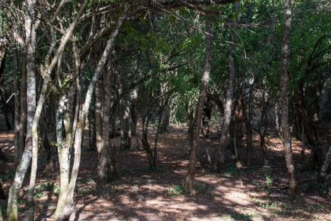 Forest and trees Stock Photos
