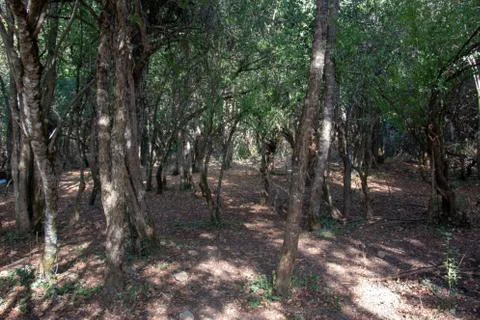 Forest and trees Stock Photos