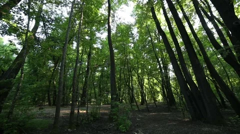 Forest and Trees in Turkey Stock Footage 60765968