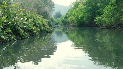 Forest and Tropical River Stock Footage 262405650