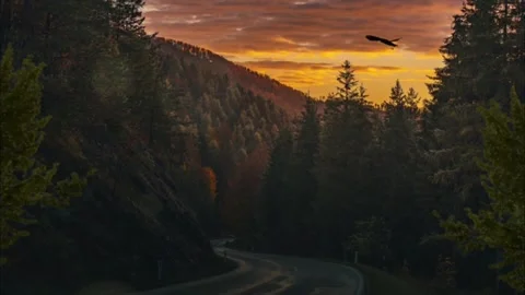 Forest and twilight sky Stock Footage 279862498
