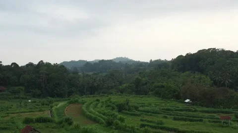 Forest and valley in bali Stock Footage 130439835