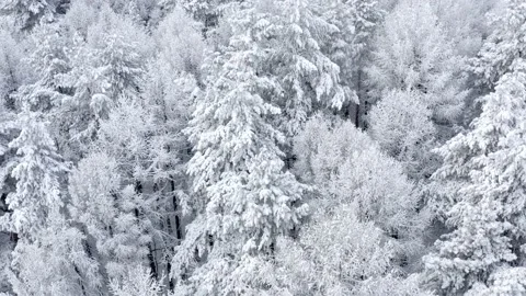 Forest and vegetation are covered with a large layer of snow. Wild winter nature Stock Footage 144801341