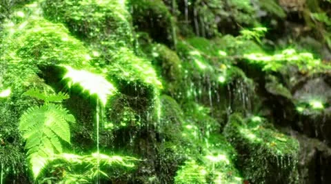 Forest and Water Video stock 10874294