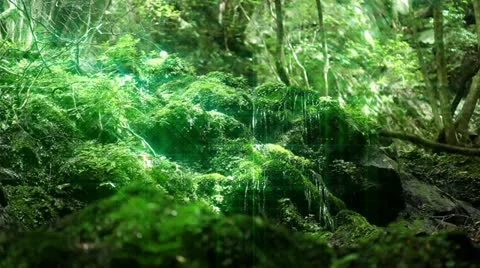 Forest and Water Stock-Footage 10874299