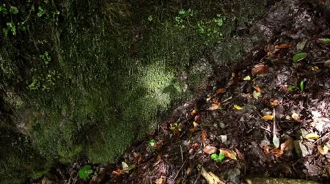 Forest and Water Stock Footage 10874334