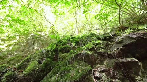 Forest and Water Vídeos de archivo 10874339