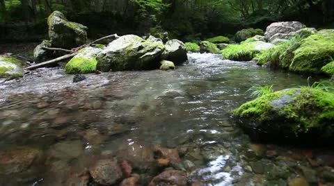 Forest and Water Stock Footage 10880974