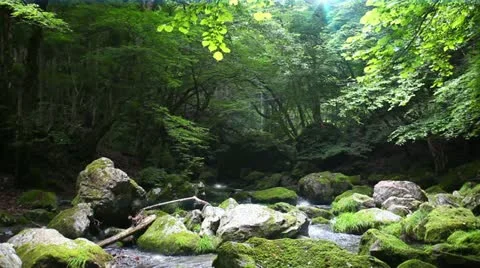 Forest and Water Stock Footage 10880976