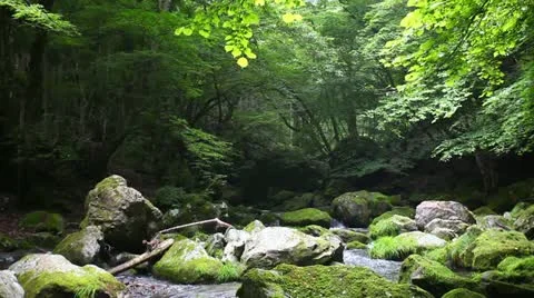 Forest and Water Stock Footage 10880993