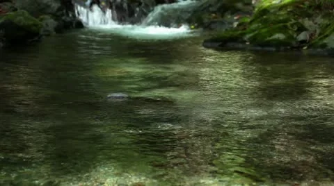 Forest and Water Stock Footage 11064268