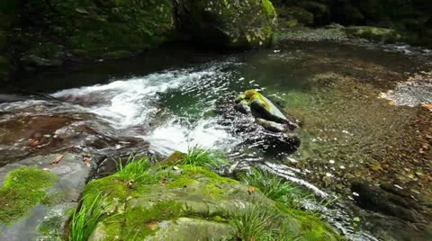 Forest and Water Stock Footage 11064325