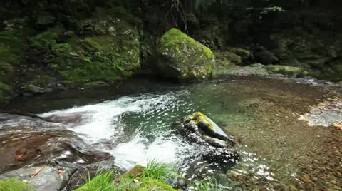 Forest and Water Stock Footage 11064326