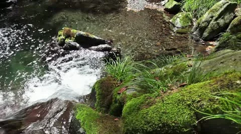 Forest and Water Stock Footage 11064328