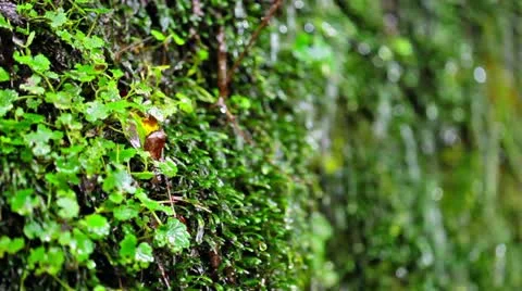 Forest and Water Stock Footage 11064332