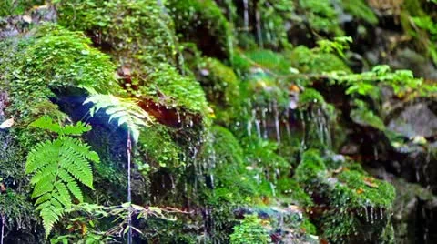 Forest and Water Stock Footage 11064333