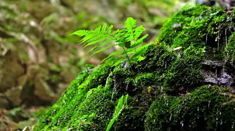 Forest and Water Stock Footage 11064335