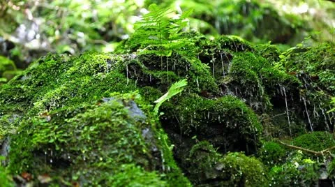 Forest and Water Stock Footage 11064344