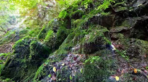 Forest and Water Stock Footage 11064345