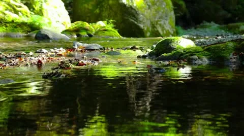 Forest and Water Stock Footage 11064347
