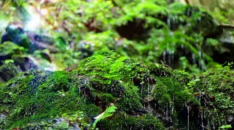 Forest and Water Stock Footage 11064411
